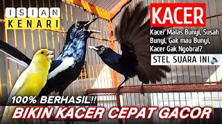 Download lagu 🔴 [ID] LANGSUNG NYAUT !!! - Masteran Kacer Gacor ISIAN KENARI | BIKIN KACERMU CEPET GACOR🔥🔥🔥 mp3