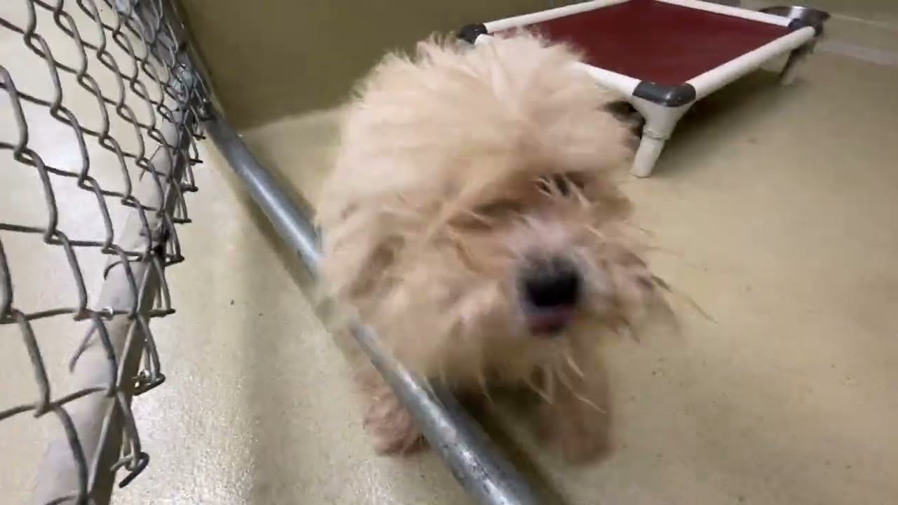 Evan, an adopted mixed breed in Monroe, GA video 2/2