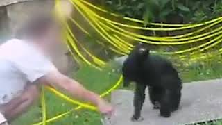 Самые смешные ролики