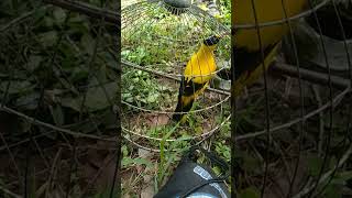 Download lagu suara burung kepodang lombok mp3