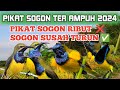 PIKAT BURUNG SOGON YANG SUSAH TURUN ATAU SERING DI PIKAT MP3