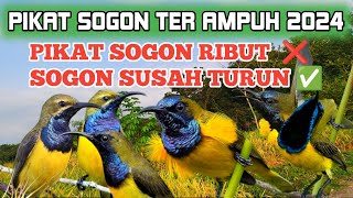 Download lagu PIKAT BURUNG SOGON YANG SUSAH TURUN ATAU SERING DI PIKAT MP3 mp3 Download lagu PIKAT BURUNG SOGON YANG SUSAH TURUN ATAU SERING DI PIKAT MP3 mp3
