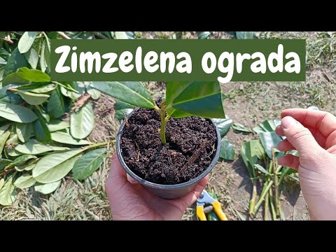 Kako razmnožiti lovor višnju sa reznicama