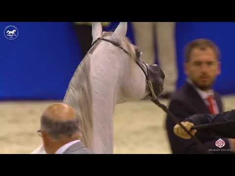 N 139 AJ KAFU   Dubai Arabian Horse Show 2020   Stallions 4 6 Years Old Class 12