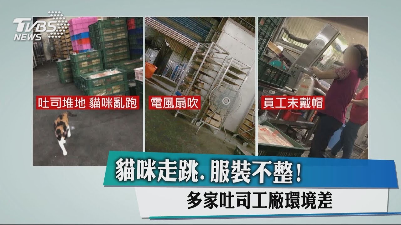 貓咪走跳、服裝不整! 多家吐司工廠環境差