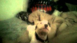 Lil pete the killer puppy