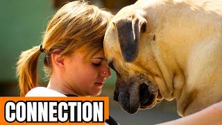 Train Your Stubborn Breed Dog Using A Proven Method
