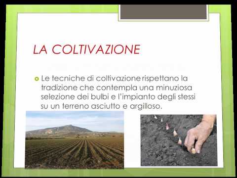 L'aglio rosso di Nubia