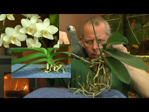 , title : 'Phalaenopsis Wurzelschnitt der Orchidee'