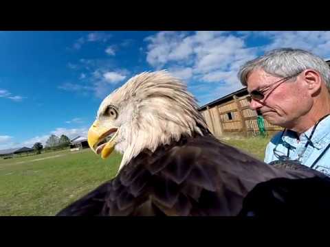 2nd YouTube video about how fast can a bald eagle fly