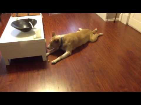 Buddygirl and the grape