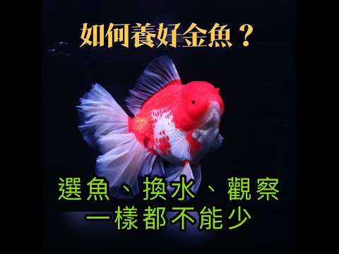 金魚飼養