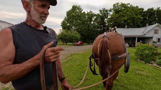 Download lagu DRAFT HORSE GARDENING // We have a Pumpkin Patch this Year!! #930 mp3 Download lagu DRAFT HORSE GARDENING // We have a Pumpkin Patch this Year!! #930 mp3