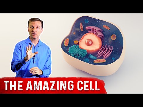 The Human Cell Structure: Parts & Anatomy Of A Cell – Dr. Berg