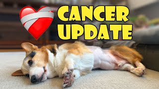 My Corgi's Cancer Surgery ❤️‍🩹 || Life After College: Ep. 752