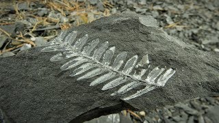 Amazing Fossils Everywhere You Look!  (St Clair PA)