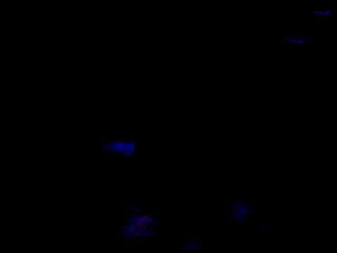 markus schulz at ruby skye