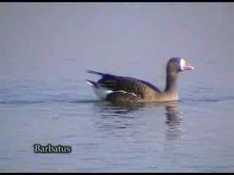 Ansar careto ( Ansar albifrons )  Black-fronted gooose