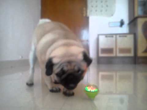 Ronnie(Pug puppy) with pambaram
