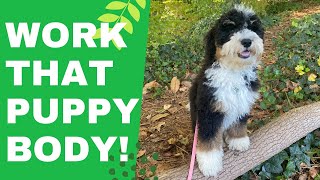 3 Easy Puppy Fitness Exercises