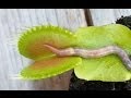 WORM CRUSHED BY VENUS FLYTRAP