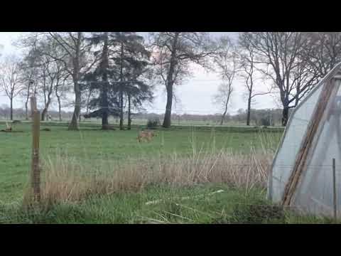 Wolf trifft auf Herdenschutzhunde !!!