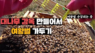 이 시기에 여왕벌을 가둬야 꿀벌들이 사는 이유 이 시기에 여왕벌을 가둬야 꿀벌들이 사는 이유