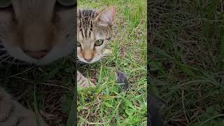 Cat and mouse game in Mississauga. #cat #cats #mouse   We saved little mouse and let him go