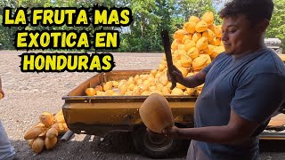 All This Exotic Fruit Is Sold Here | El Balin Honduras