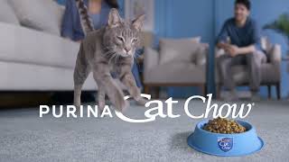  Everybody’s WOW about the Chow, Chow, Chow