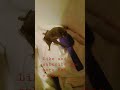 BABY BAT CAUGHT