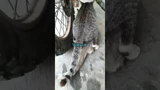 Download lagu kucing lucu musim hujan berkembang biak dulu #shorts #kucing #viral mp3