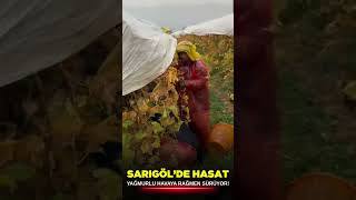 Sarıgöl'de hasat sürüyor, üretici isyan etti.