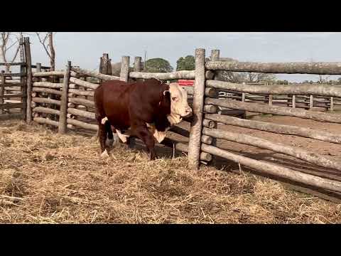 5to Remate Anual - Toro Braford RP 2741