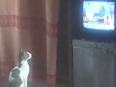 cat Watching  TV show