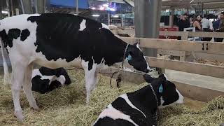 Merced Fair (Livestocks)