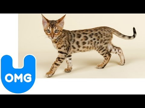 $22,000 Ashera Cat