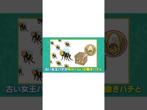 庭のミツバチの牧草地:これらの60の植物がこれに適しています トピックス