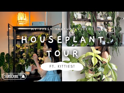 Plant tour | my houseplant collection, rare plants grown in room humidity, + introducing my cats!