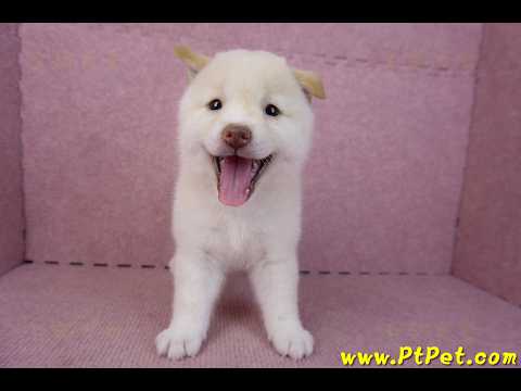 09/21白色柴犬母幼犬(高雄鳳山)