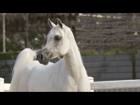 KIAHF AUCTION - Faiqa Al Fala