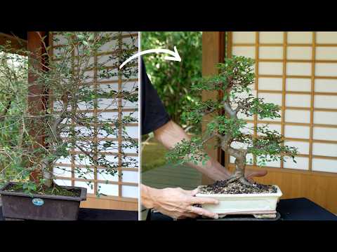 Chinese Elm Bonsai maintenance