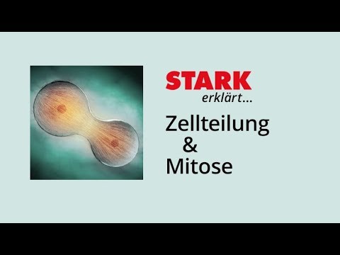 Zellzyklus und Mitose | STARK erklärt