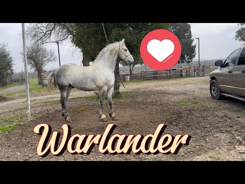 🐴✨ The Most Beautiful Warlander Horse I’ve Ever Seen | Rare & Powerful