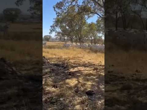 Fazenda de 105 Alqueires na Fazenda Nova GO #brasil #fazenda #mercadoagricola #pecuarista #agro
