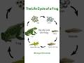 The Life Cycle of a Frog: From Egg to Adult