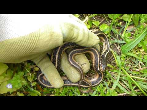 YouTube Video F-4QuYNcZSo