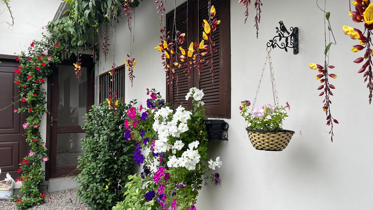 The garden of beauty and dreams with Thunbergia mysorensis