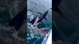 Download lagu You Never Win Against a Mako Shark 🦈 #shark #fishing mp3