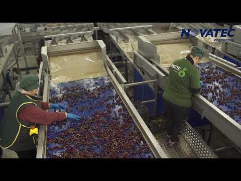 Novatec S.A. - Sorting & Grading Line for Cherries